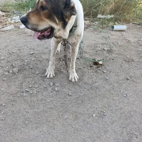 Alabaý köpek