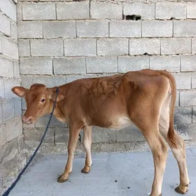 tüwe
