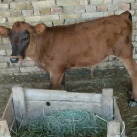 Goleli sygyr