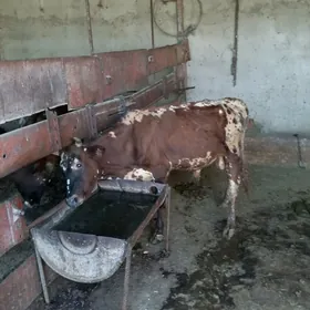 окизче
