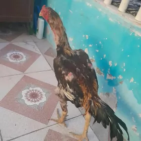 парода хораз