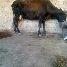 göleli sygyr