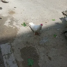 kepderi