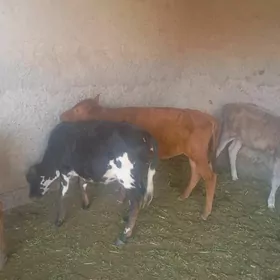Gulajynlar goleler