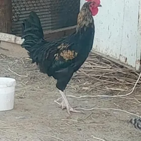 HOROZ