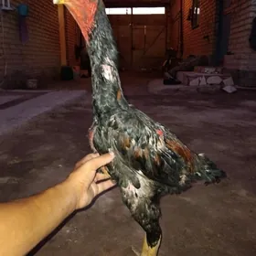 horaz