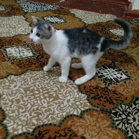 Pishijekler