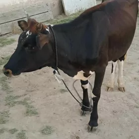 sygyr