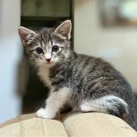 котенок