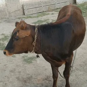 şwes tüwe