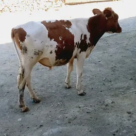 Öküz
