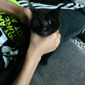 котенок
