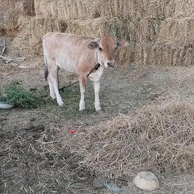 gölöe.