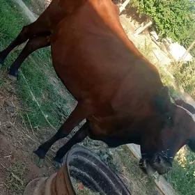 Göleli sygyr