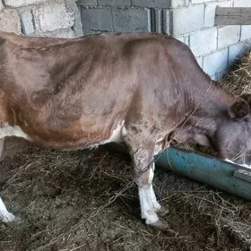 Sygyr bogoz