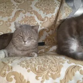 чистокровный британец