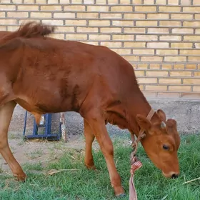 окузче