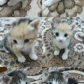 Котята в добрые руки ~