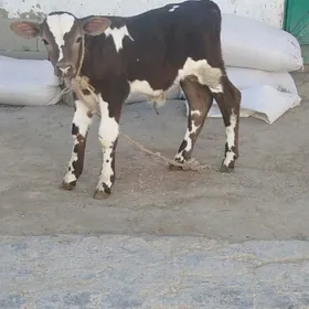 Okizce