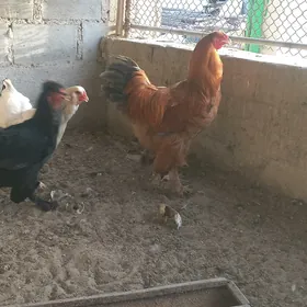 brama