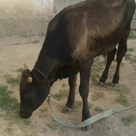 öküz