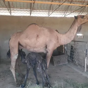 Kõşekli düÿe arwana mal