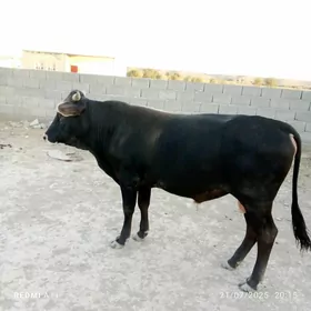 oku 2 yasap gelyan
