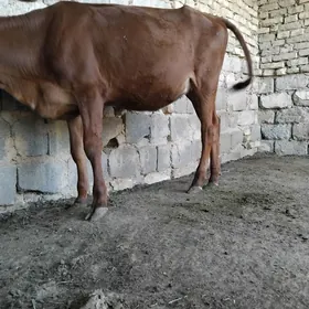 TÜWE 6 AYLIK