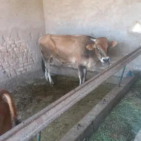 okuzj