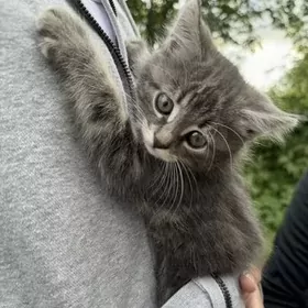 котенок-девочка