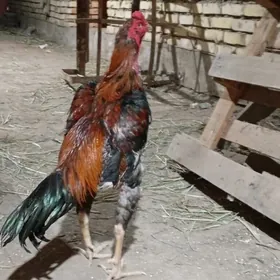 horaz