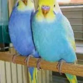 popugay papkay