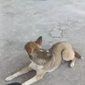 tu