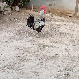 türkmen horaz