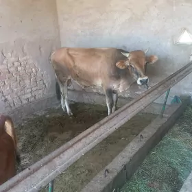 ökiz