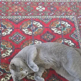 шотландский кот