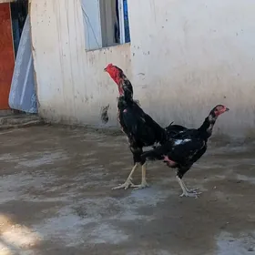 juyja