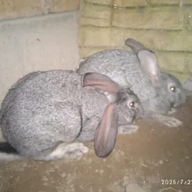полвеликан товшанлар