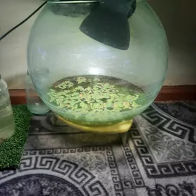 akarium .filtr