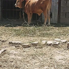 ÖKÜZ
