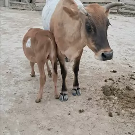 Tanaly Sygyr