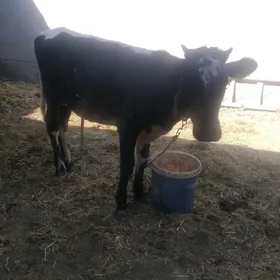 tüwe