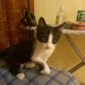 котик