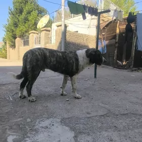 Алабай