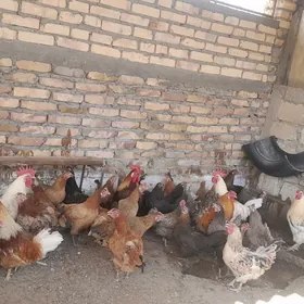 horozlar