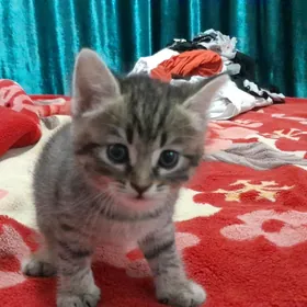 Котёнок