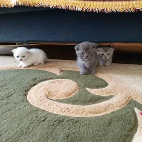 котята