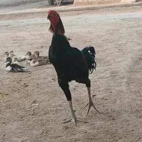Horaz Horaz Hor