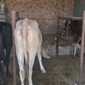 tuweler