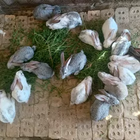Tovşan